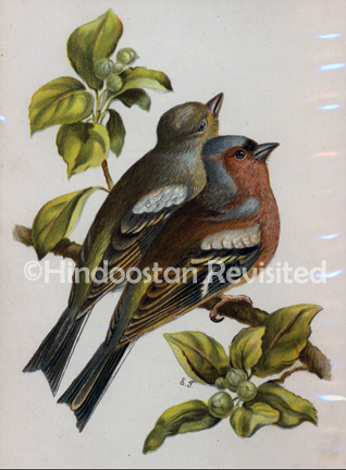 /data/Original Prints/Natural History/CHAFFINCHES.jpg
